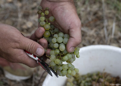 Château Cabezac Vignoble Enguenya Vendanges