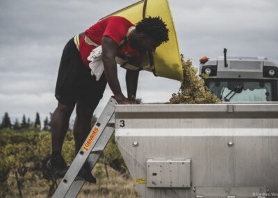Château Cabezac Vignoble Enguenya Vendanges