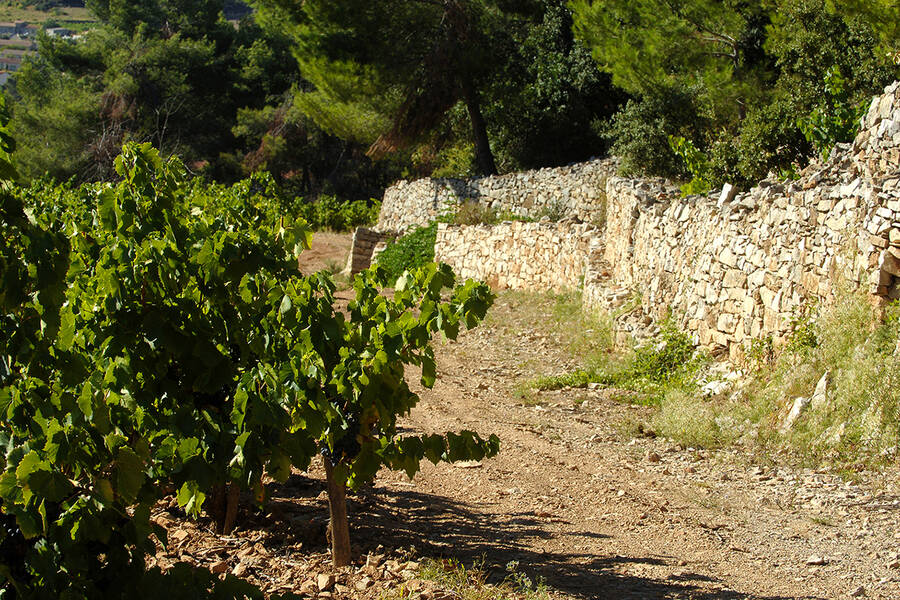 Balade gourmande dans les vignes aux Capitelles