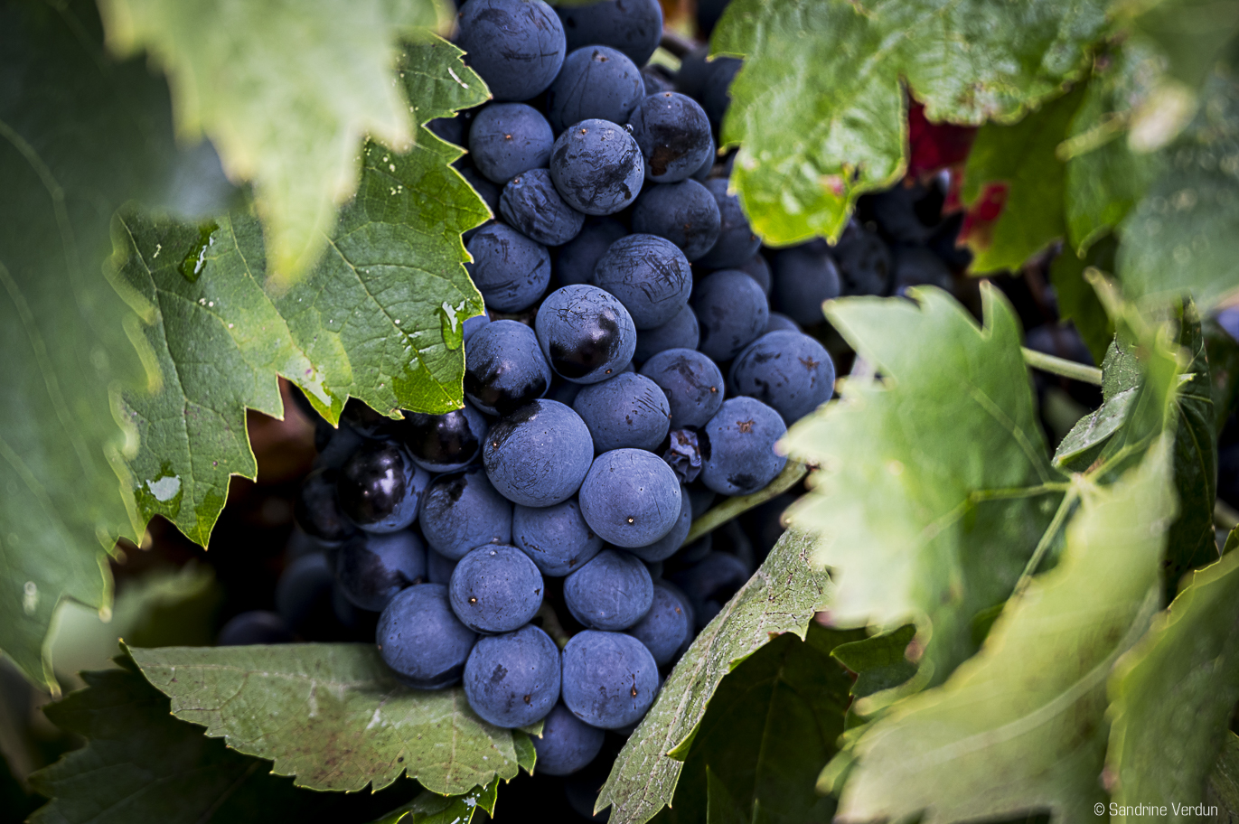 Grenache noir